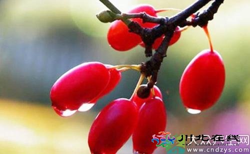 一味中藥能讓糖尿病人延壽10年 一味中藥竟能讓糖尿病人延壽十年 (3)