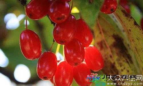 一味中藥能讓糖尿病人延壽10年 一味中藥竟能讓糖尿病人延壽十年 (1)