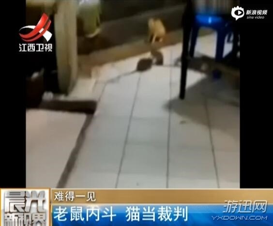 兩只老鼠忘情搏斗 貓咪蹲旁邊不知所措,一臉懵逼