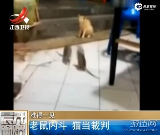 兩只老鼠忘情搏斗 貓咪蹲旁邊不知所措,一臉懵逼