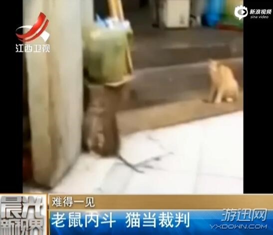 兩只老鼠忘情搏斗 貓咪蹲旁邊不知所措,一臉懵逼