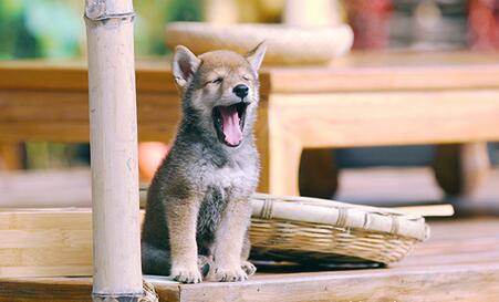 向往的生活小H什么品種 田園犬品種及習性介紹