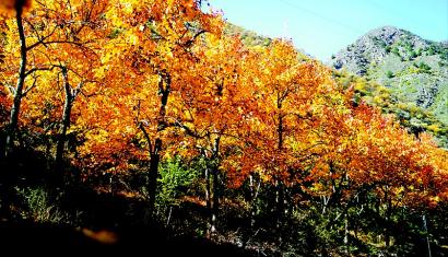 金川紅葉 進(jìn)入最佳觀賞期