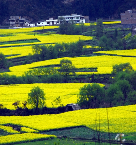 又到踏青好時節(jié) 瀘州古藺邀您賞雙沙菜花