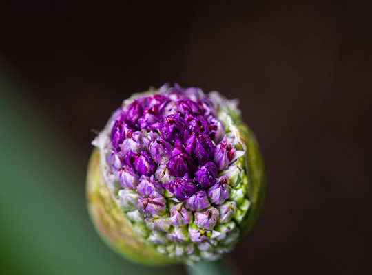flower-2116186_960_720.jpg